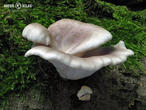 hlíva plicní (Pleurotus pulmonarius)