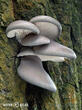 hlíva ústřičná (Pleurotus ostreatus)
