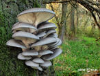 hlíva ústřičná (Pleurotus ostreatus)