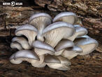 hlíva ústřičná (Pleurotus ostreatus)