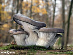 hlíva ústřičná (Pleurotus ostreatus)