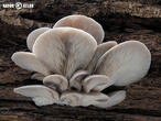 hlíva ústřičná (Pleurotus ostreatus)