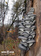 hlíva ústřičná (Pleurotus ostreatus)