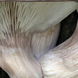 hlíva ústřičná (Pleurotus ostreatus)