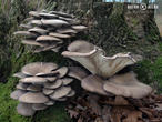 hlíva ústřičná (Pleurotus ostreatus)