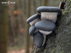 hlíva ústřičná (Pleurotus ostreatus)