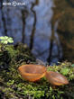 hlízenka sasanková (Dumontinia tuberosa)