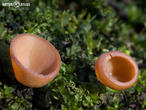 hlízenka sasanková (Dumontinia tuberosa)