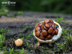 hnízdovka nacpaná (Nidularia deformis)