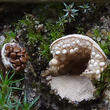 hnízdovka nacpaná (Nidularia deformis)