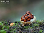 hnízdovka nacpaná (Nidularia deformis)