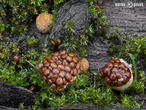 hnízdovka nacpaná (Nidularia deformis)