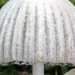 hnojník nasetý (Coprinellus disseminatus)
