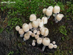 hnojník nasetý (Coprinellus disseminatus)