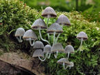 hnojník nasetý (Coprinellus disseminatus)