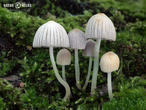 hnojník nasetý (Coprinellus disseminatus)