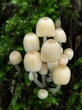 hnojník nasetý (Coprinellus disseminatus)