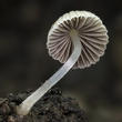 hnojník nasetý (Coprinellus disseminatus)