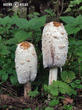 hnojník obecný (Coprinus comatus)
