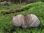 holubinka černající (Russula nigricans)