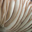 holubinka černající (Russula nigricans)