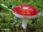 holubinka jahodová (Russula paludosa)