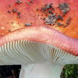 holubinka jahodová (Russula paludosa)