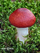 holubinka jahodová (Russula paludosa)