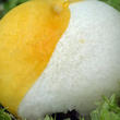 holubinka měnlivá (Russula risigallina)