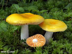 holubinka měnlivá (Russula risigallina)