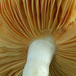 holubinka měnlivá (Russula risigallina)