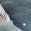 holubinka namodralá (Russula cyanoxantha)