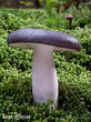 holubinka namodralá (Russula cyanoxantha)