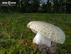 holubinka nazelenalá (Russula virescens)