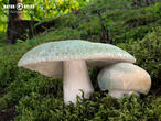 holubinka nazelenalá (Russula virescens)