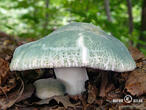 holubinka nazelenalá (Russula virescens)
