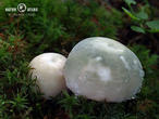 holubinka nazelenalá (Russula virescens)