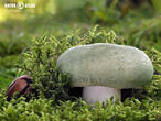 holubinka nazelenalá (Russula virescens)