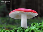 holubinka vrhavka (Russula emetica)
