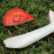 holubinka vrhavka (Russula emetica)