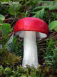 holubinka vrhavka (Russula emetica)