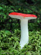 holubinka vrhavka (Russula emetica)