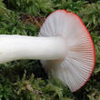 holubinka vrhavka (Russula emetica)