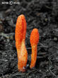 housenice červená (Cordyceps militaris)