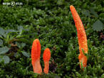 housenice červená (Cordyceps militaris)