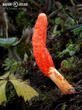 housenice červená (Cordyceps militaris)