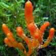 housenice červená (Cordyceps militaris)