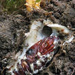 housenice červená (Cordyceps militaris)