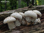 houževnatec šupinatý (Neolentinus suffrutescens)