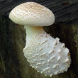 houževnatec šupinatý (Neolentinus suffrutescens)